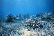 Seagrass and corals